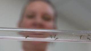 EE.UU. autoriza prueba de vacuna contra el zika en humanos