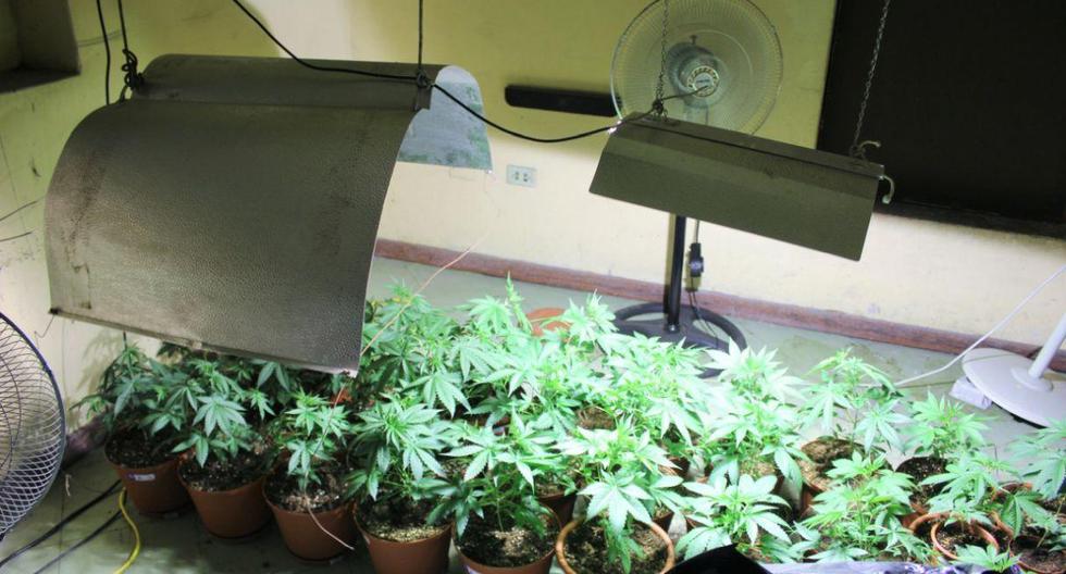 En un ambiente de la vivienda situada en la primera cuadra de la avenida Federico Fernandini, en el Callao, se cultivaba marihuana. (Foto: Difusión)