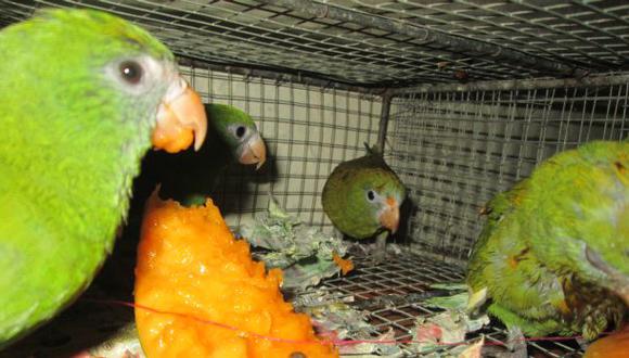Unas 200 aves traficadas son devueltas a su hábitat