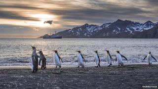 ¿Por qué los pingüinos caminan como patos?