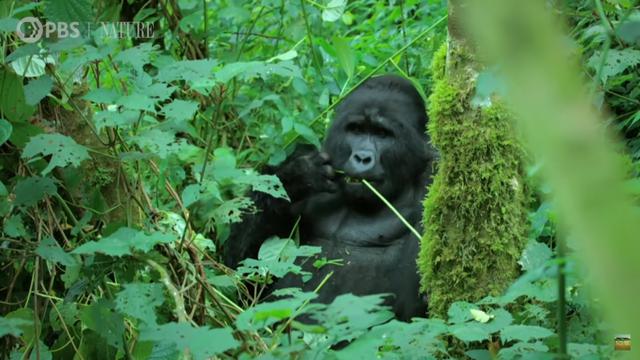 El video muestra que los primates hacían ciertos sonidos vocales mientras comían (Foto: Youtube/ Nature on PBS)