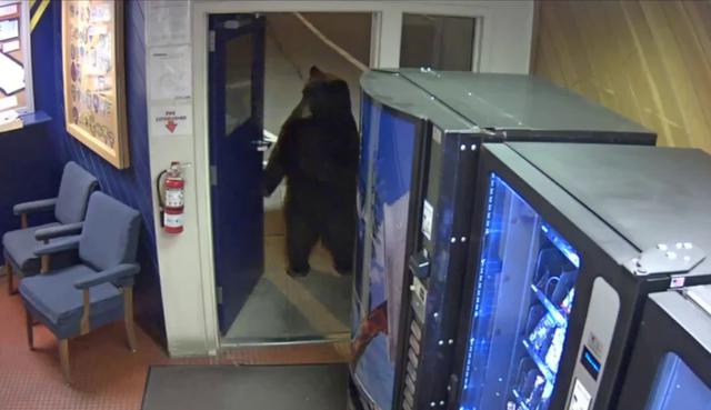 El oso no fue atrapado ni su inesperada incursión provocó daños materiales. (Crédito: CHP – Donner Pass en Facebook)