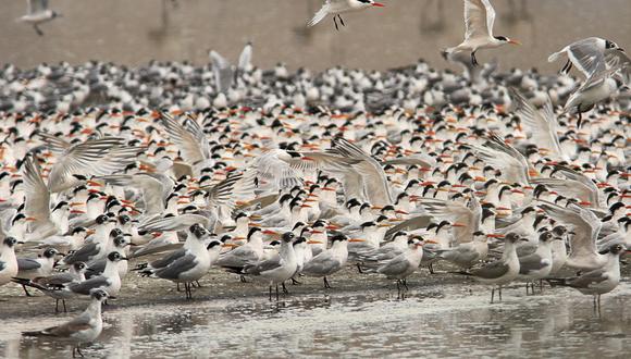 Además del centenar de especies de aves registradas en Puerto Viejo, el humedal brinda beneficios económicos a la población local (distrito de San Antonio, Mala) a través de la extracción de totora y junco. (Foto: Alejandro Tello)