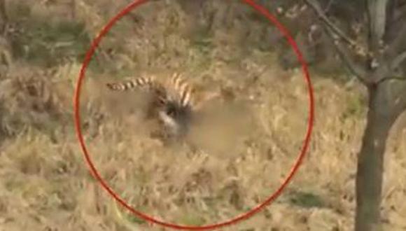 China: Turista muere al ser atacado por tigre en un zoológico