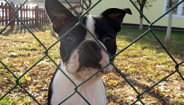 El pequeño bulldog francés no quiso pasar más tiempo dentro de la jaula y usó todas sus habilidades para el escape. (Foto: Pixabay)