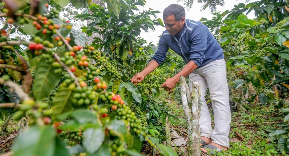 La producción de café en el Valle del Monzón experimentó un crecimiento del 30% en el presente año y se prevé que llegue a más de 700 toneladas. (Difusión)