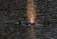 La cría de orca que nadó por sí sola tras quedar atrapada más de un mes en laguna