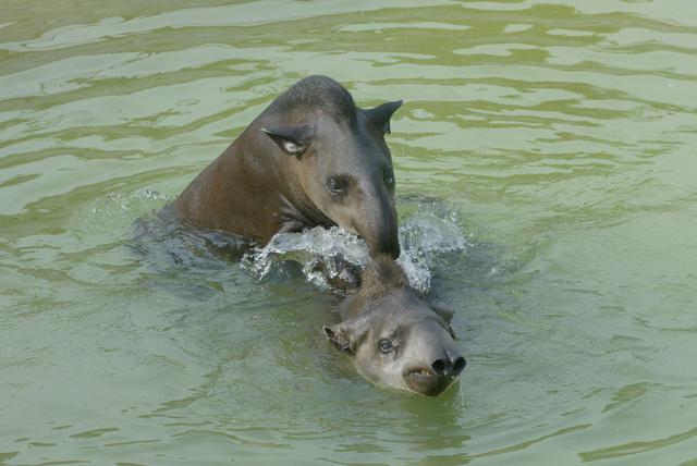 Conoce al tapir andino, el protagonista de la nueva moneda de S/1