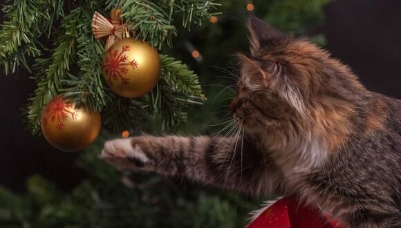 Travieso gato protagoniza divertida escena con el árbol de Navidad. (Foto: Pixabay / referencial)