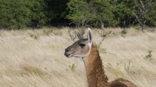 Argentina: los guanacos vuelven a repoblar un área protegida donde se habían extinguido