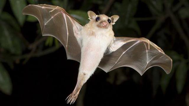 ¿Por qué los murciélagos valen más de US$1.000 millones? - 1