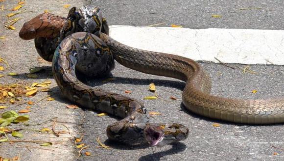 Mira la pelea entre cobra real y serpiente pitón [VIDEO]