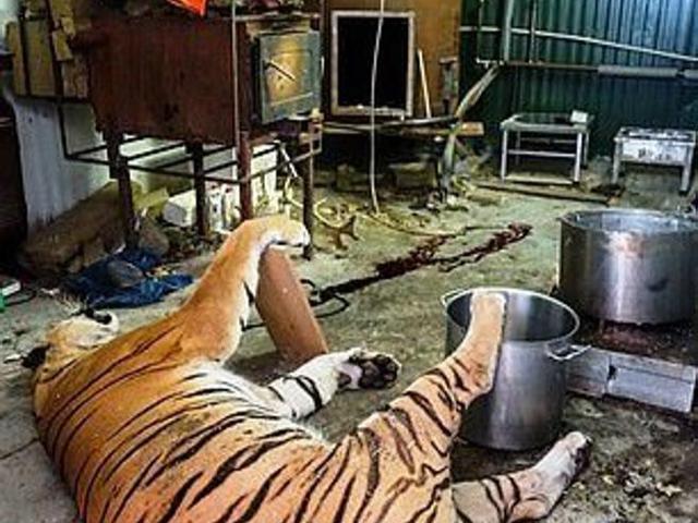 En la granja encontraron a un tigre que había sido matado recientemente. También vieron una olla grande, la cual estaba llena de carne y huesos. Foto: Czech Environmental Inspectorate