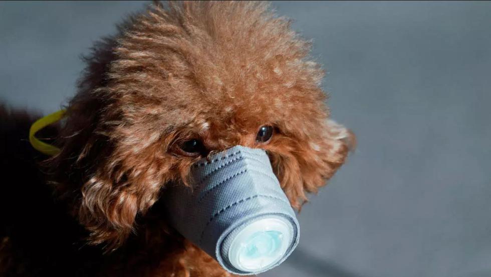 Un perro con una máscara se ve en una zona comercial principal, en el centro de Shangai, China, mientras el país se ve afectado por un brote de un nuevo coronavirus. (Foto: Reuters)
