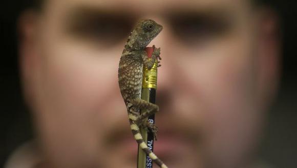 Costa Rica: turista intentó llevarse 170 reptiles en su maleta