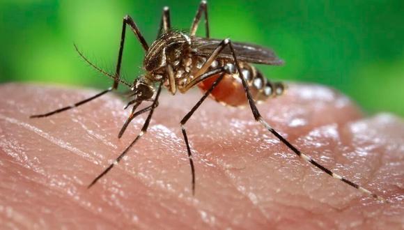 El Ministerio de Salud del país suramericano pidió a la ciudadanía reforzar las medidas de prevención para evitar la propagación del mosquito Aedes aegypti, vector de contagio del dengue. Foto: GEC