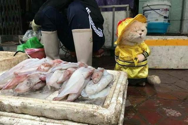 FOTO 1 DE 3 | La foto viral de un gatito llamado 'Cho' se volvió tendencia en las distintas redes sociales. | Crédito: Le Quoc Phon en Facebook. (Desliza hacia la derecha para ver más fotos)