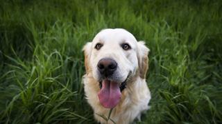 Consultorio WUF: ¿Por qué tu perro come pasto durante sus paseos?