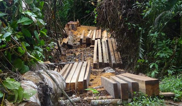 Madera extraída ilegalmente en territorio de Santa Rosillo de Yanayaku. Foto: Rondas indígenas del Bajo Huallaga.