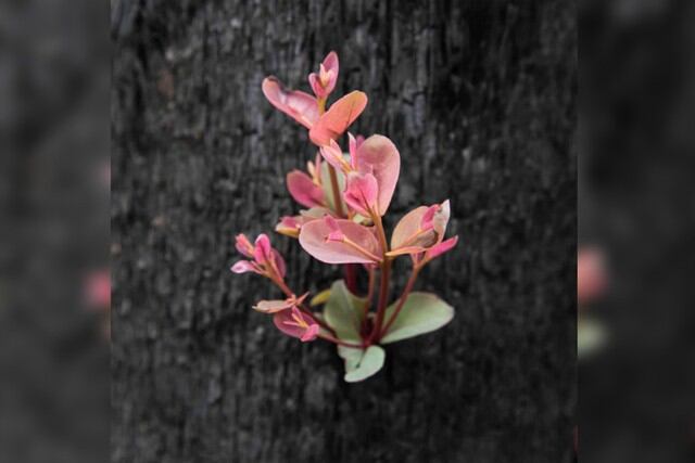 La fotógrafa Mary Voorwinde mostró cómo se recupera la flora en la ciudad de Kulnura, en Nuevo Gales del Sur, tras los devastadores incendios. (Foto: Facebook/Photography By Mary)