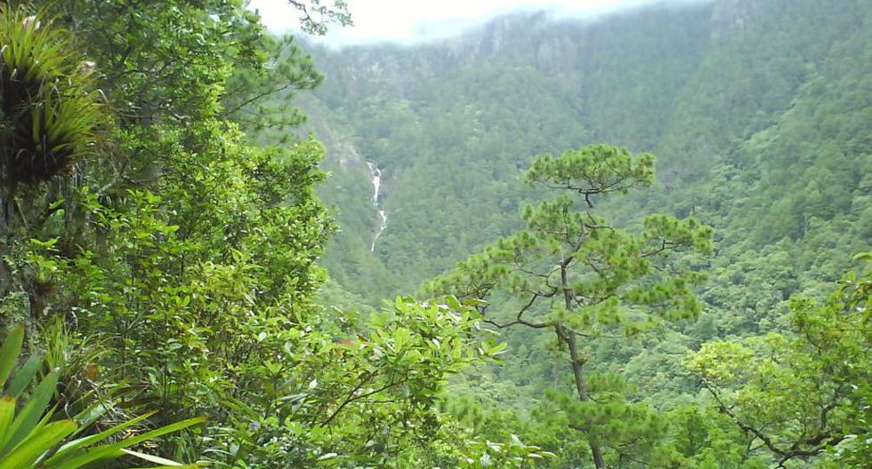 Imagen referencial de bosque de montaña. (Foto: Wikimedia)