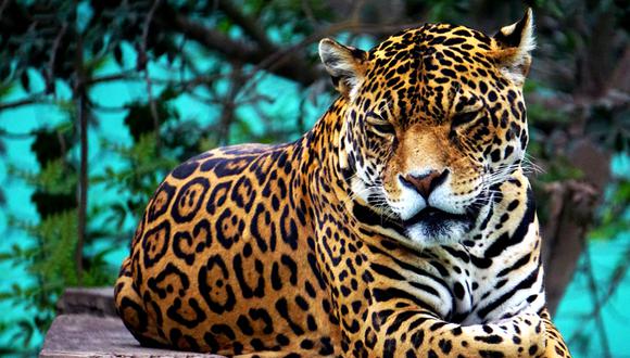 En nuestro país, según Servicio Nacional Forestal y de Fauna Silvestre (SERFOR), se estima que hay alrededor de 6 mil ejemplares de jaguar.
