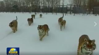 Video viral de tigres y un dron despertó polémica [VIDEO]