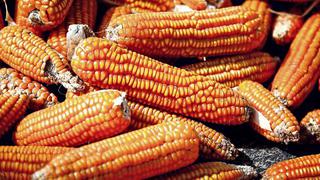 Moratoria a transgénicos afectaría producción de maíz y algodón