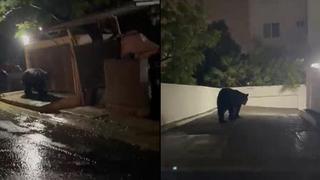 Captan a un oso negro paseando por calles de Monterrey, Nuevo León