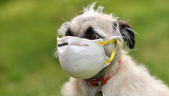 Una foto ilustrativa muestra a Ziggie, la perra, con una máscara que su dueño le puso en la cara en Los Ángeles. El riesgo de que las mascotas transmitan el virus que causa el COVID-19 a las personas es bajo. (Foto: Chris DELMAS / AFP)