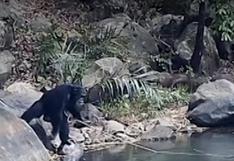 Observan a los chimpancés haciendo algo nunca visto hasta la fecha