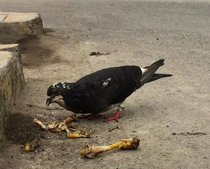 Dicen en el Servicio Nacional Forestal y de Fauna Silvestre (Serfor) que  las palomas son “recurseras”. Si no encuentran semillas o frutos —sus alimentos por naturaleza—, son capaces de rebuscar entre la basura y comer, incluso, hasta restos de pollo a la brasa, aunque no hayan nacido como animales carnívoros.