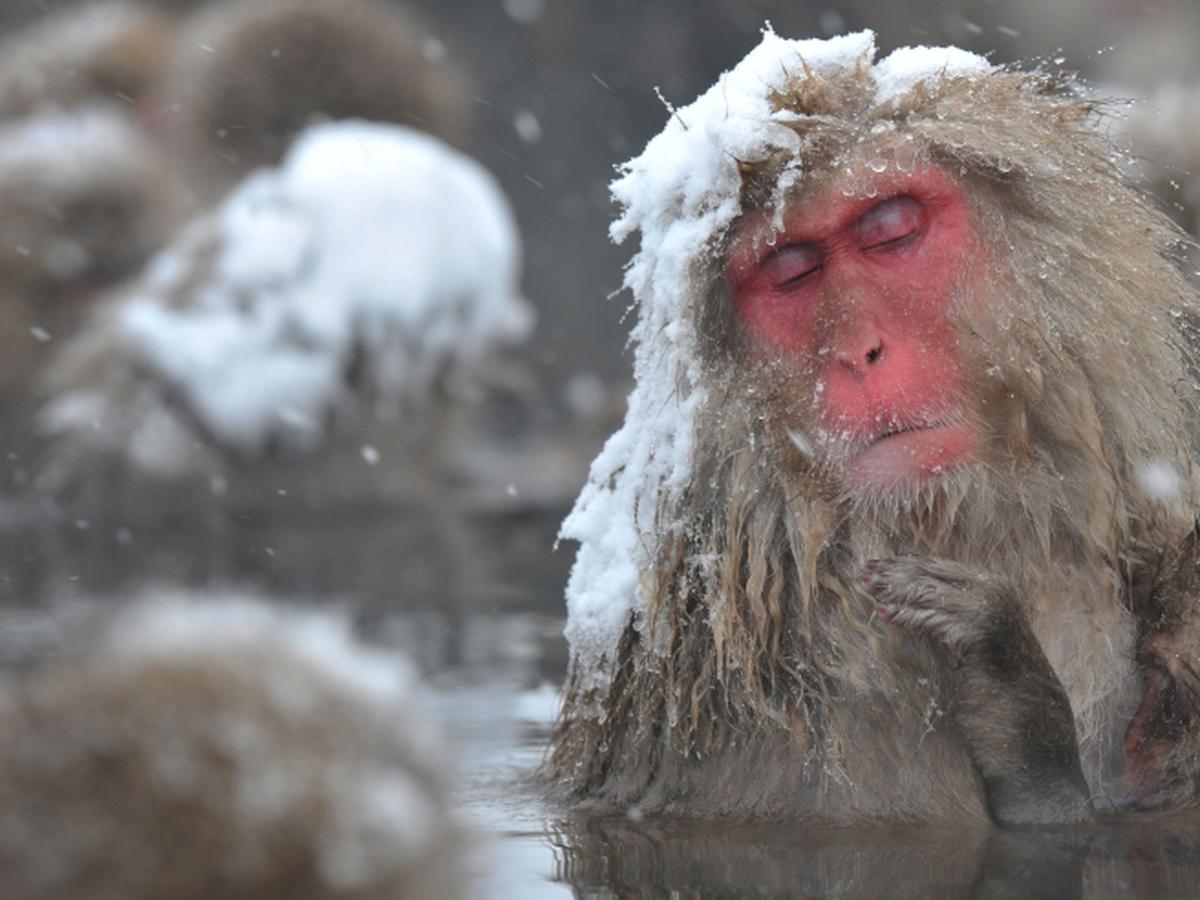 aniversario episodio gramática Estudios científicos | ¿Por qué a los 'monos de nieve' les gusta tanto el  agua? Esto dice la ciencia | TECNOLOGIA | EL COMERCIO PERÚ