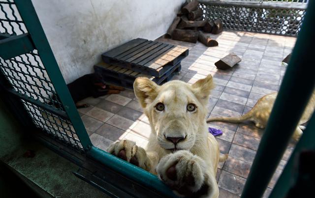 Los leones africanos que viven en una azotea en Ciudad de México | FOTOS Y  VIDEO | MUNDO | EL COMERCIO PERÚ