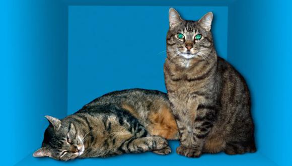 En la famosa paradoja planteada por Erwin Schrödinger, el gato está vivo y muerto al mismo tiempo. (Foto: Science Photo Library)
