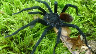 Nueva especie de tarántula bautizada en honor a García Márquez