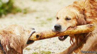 ¿Es malo arrojarles palos a los perros para que los recojan?