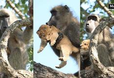 Sudáfrica: un babuino recrea la imagen más icónica de ‘El Rey León’ 