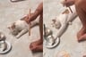 ¡Nadie contaba con su astucia! Gato finge estar dormido para robarse un pescado frito de su dueña