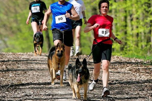 Cuáles son las razas de perro ideales como compañeras de running? |  Mascotas para correr | Estados Unidos | USA | RESPUESTAS | MAG.