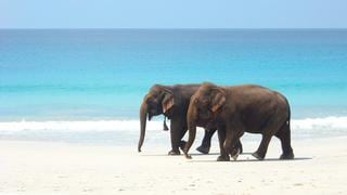 En la isla Havelock podrás pasear y nadar con elefantes