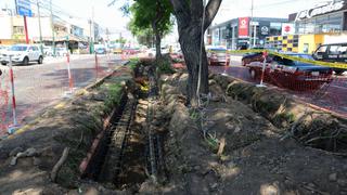 Surco: dañan árboles de 40 años para instalar cables de telefonía