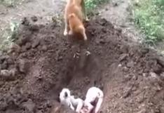 Youtube: perro entierra a su amigo atropellado y entristece las redes 