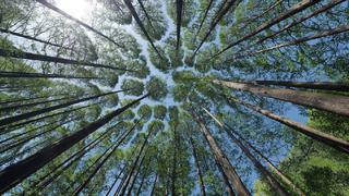 Día Nacional del Árbol: ¿por qué se celebra cada 1 de septiembre?