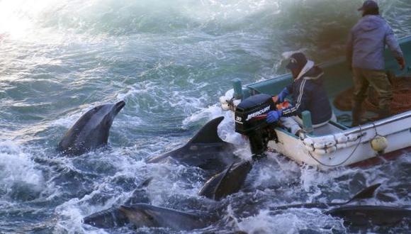 Japón: Primer ministro defiende la caza de delfines