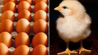 ¿Cómo respiran los pollitos dentro del huevo?
