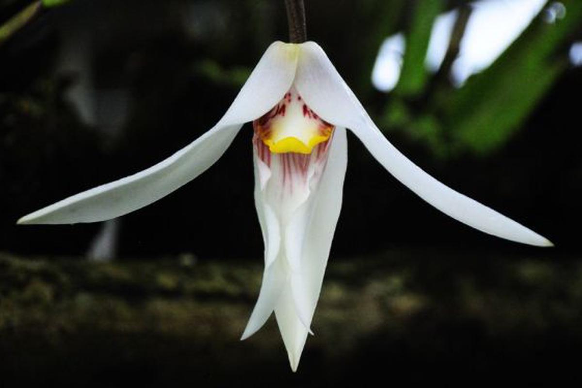 La ruta de las orquídeas: belleza de Moyobamba hacia Amazonas | ELDOMINICAL  | EL COMERCIO PERÚ