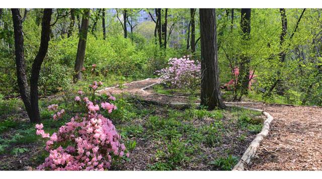 Nueva York:  Central Park abre una sección secreta - 2