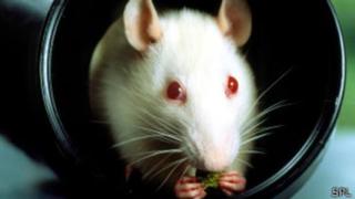 Científicos crean ratones 'superinteligentes' y menos ansiosos