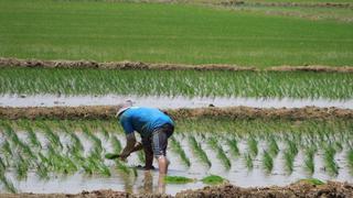 Piura sembrará hasta 8.000 hectáreas menos de arroz por demora en compra de fertilizantes